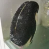 CrystalPenguin Evening Bag