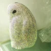 CrystalPenguin Evening Bag