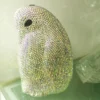 CrystalPenguin Evening Bag